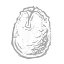 Ovomorph