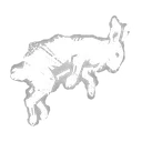 Lapin mort