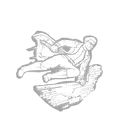 Anatomie supérieure